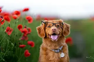 Cheerful dog wearing glasses in a field of red flowers, symbolizing nerdy pride and joyful resilience.
