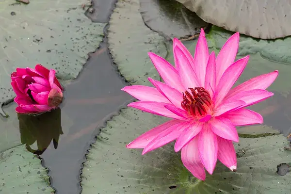 A bright pink lotus flower blooming in calm water, symbolizing mindfulness, resilience, and the process of inner rebuilding.