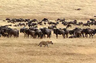 A lone hyena walks near a large herd of wildebeests in a dry savannah, representing collective strength against threats